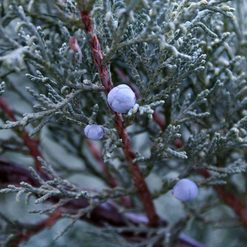 Juniperus scopulorum Moonglow - Ginepro (Raccolta)