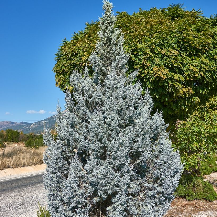 Juniperus scopulorum Moonglow - Ginepro (Porto)