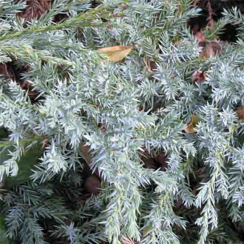 Juniperus squamata Blue Carpet - Ginepro (Fogliame)