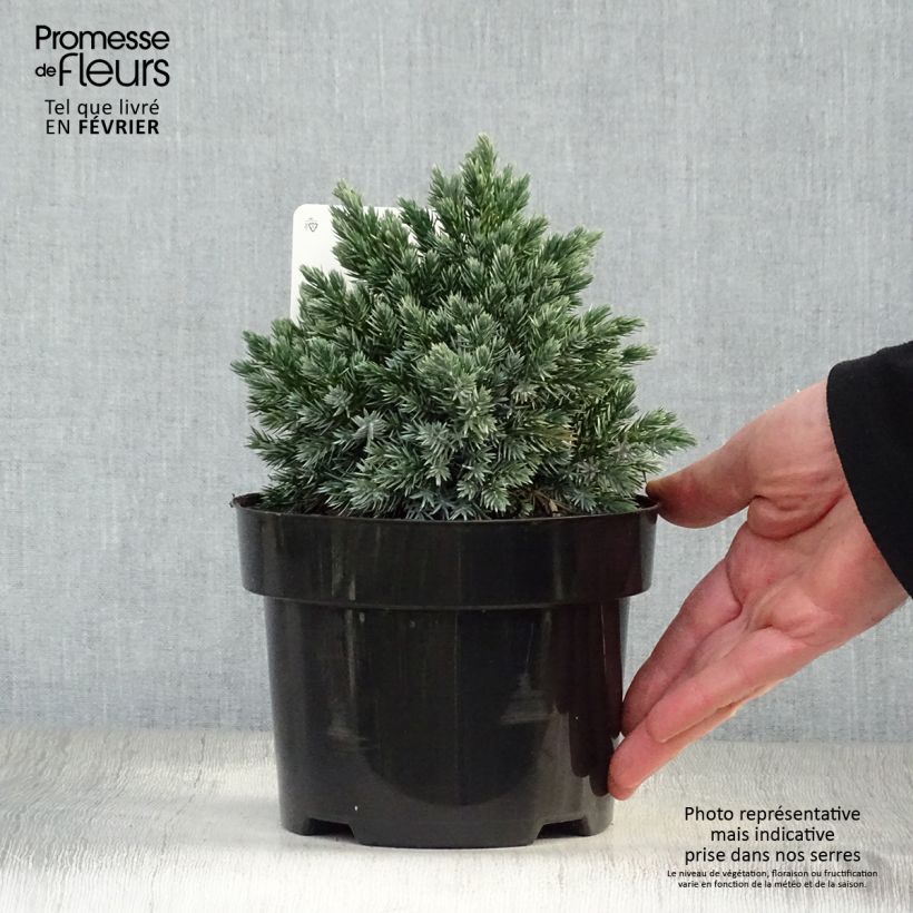 Juniperus squamata Blue Star - Pot de 2L esemplare consegnato in inverno