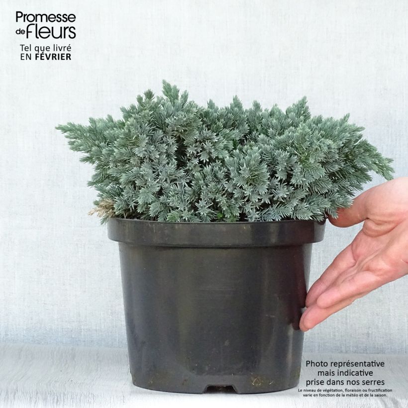 Juniperus squamata Blue Star - Pot de 4L/5L esemplare consegnato in inverno