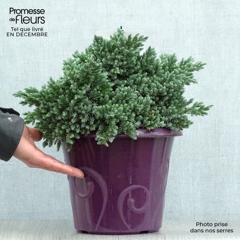 Juniperus squamata Blue Star - Pot de 7,5L/10L esemplare consegnato in inverno