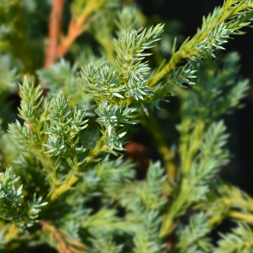 Juniperus squamata Blue Swede - Ginepro (Fogliame)