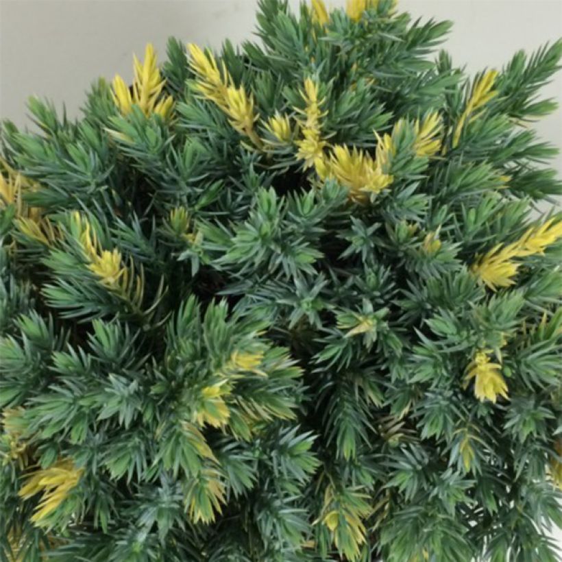 Juniperus squamata Floreant - Ginepro (Fogliame)