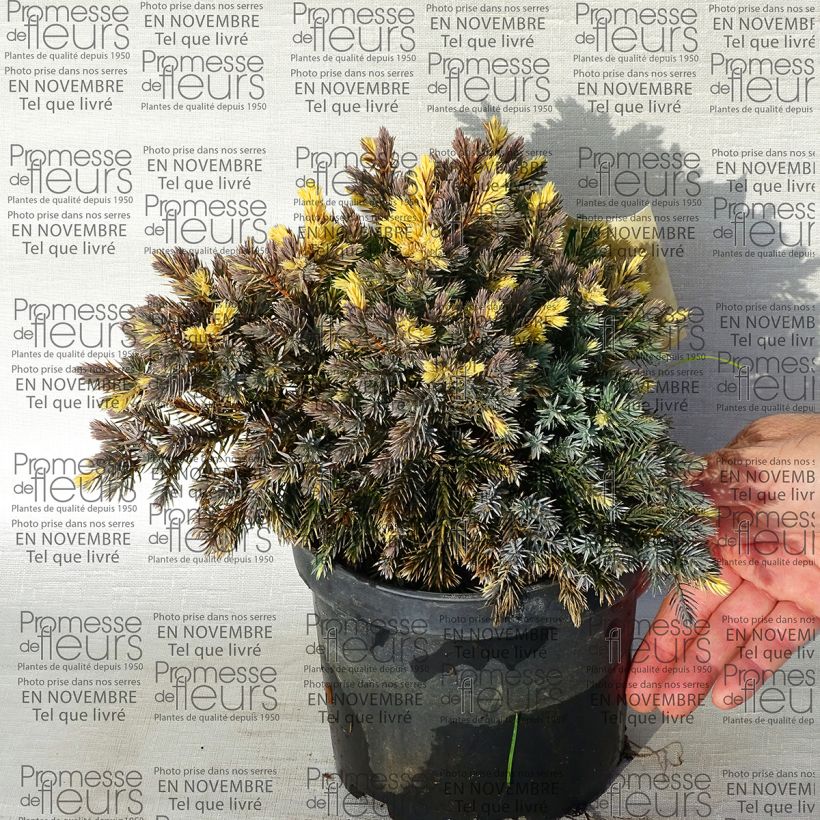 Esempio di esemplare Juniperus squamata Floreant - Genévrier écailleux                      Pot de 2L/3L come consegnato