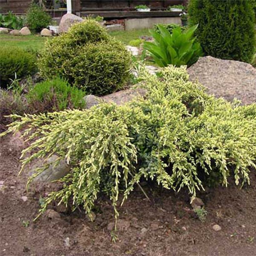 Juniperus squamata Holger - Ginepro (Porto)