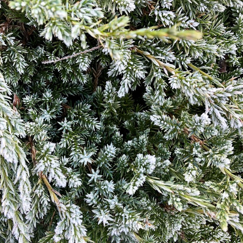 Juniperus squamata Holger - Ginepro (Fogliame)