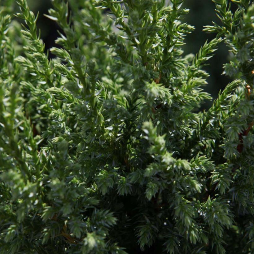 Juniperus squamata Loderi - Ginepro (Fogliame)