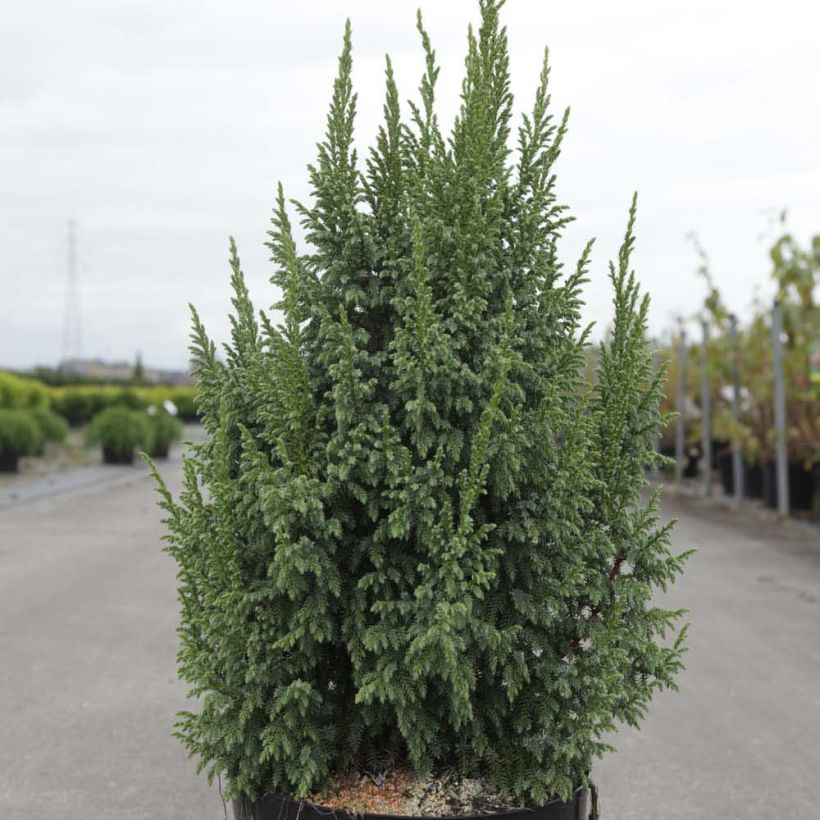 Juniperus squamata Loderi - Ginepro (Porto)