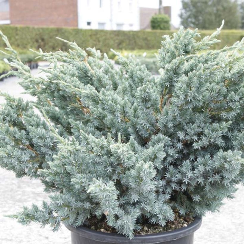 Juniperus squamata Meyeri - Ginepro (Fogliame)