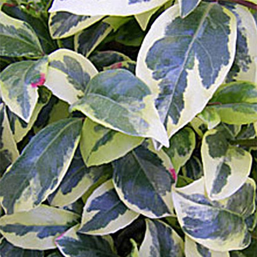 Kadsura japonica Fukurin (Fogliame)