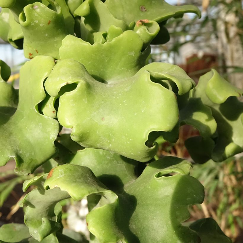 Kalanchoe beharensis subnuda (Fogliame)