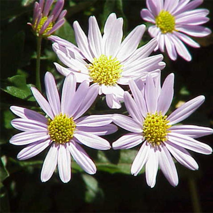 Kalimeris incisa - Aster giapponese (Fioritura)