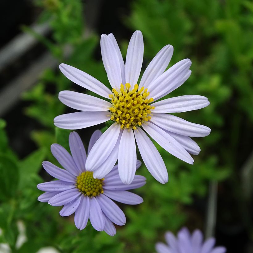 Kalimeris incisa Blue Star - Aster giapponese (Fioritura)