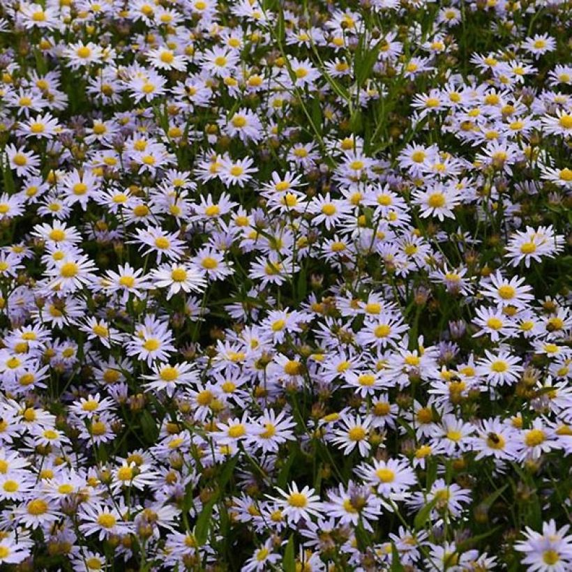 Kalimeris incisa Charlotte - Aster giapponese (Fioritura)