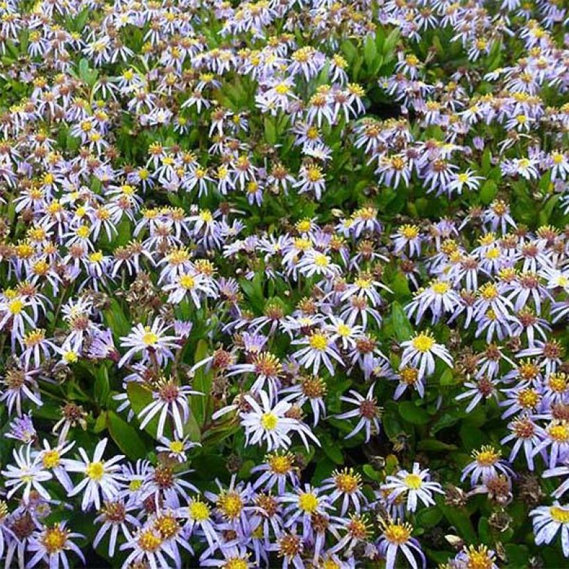 Kalimeris incisa Nana Blue - Aster giapponese (Fioritura)