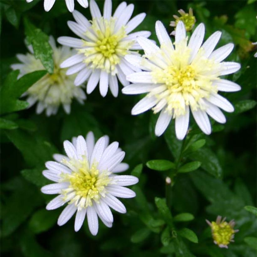 Kalimeris mongolica - Aster giapponese (Fioritura)