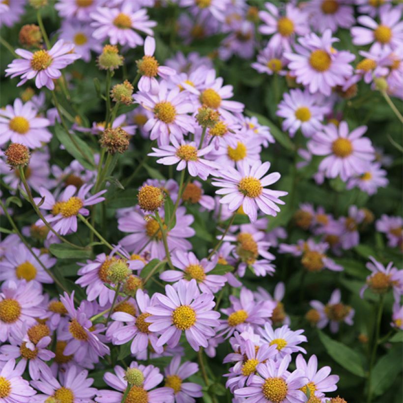 Kalimeris mongolica Antonia - Aster giapponese (Fioritura)