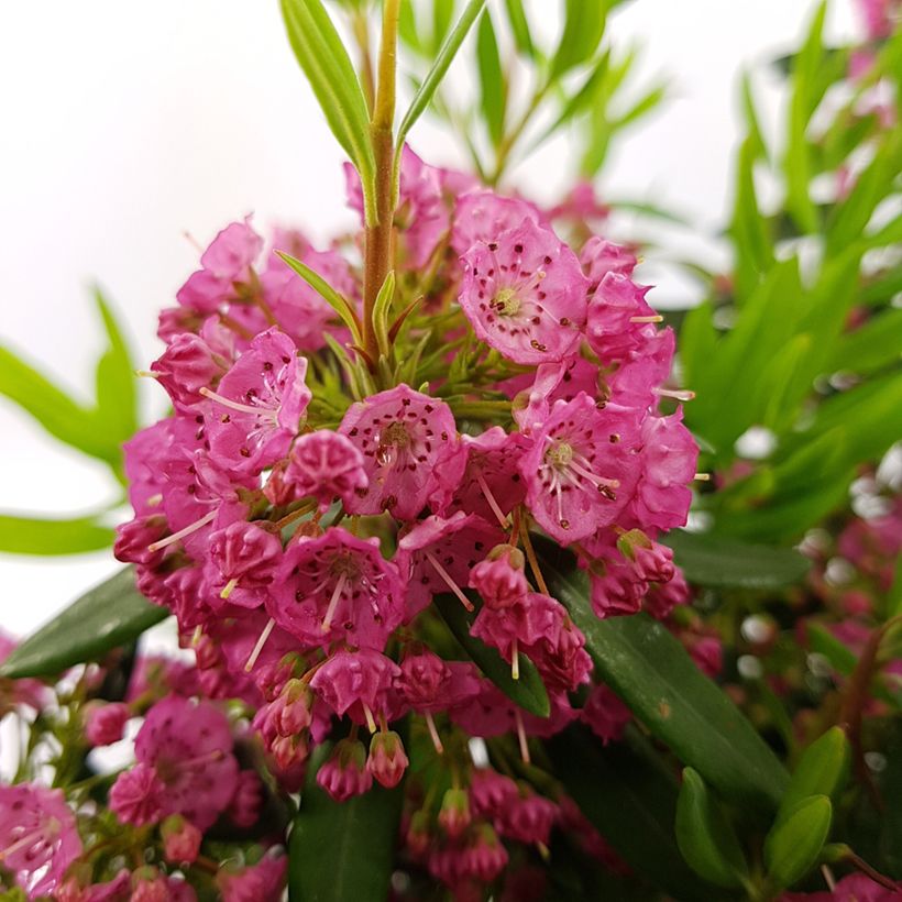 Kalmia angustifolia Rubra (Fioritura)