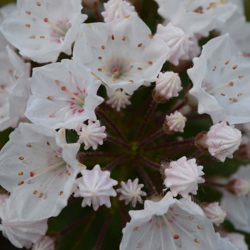 Kalmia latifolia Elf - Alloro di montagna (Fioritura)