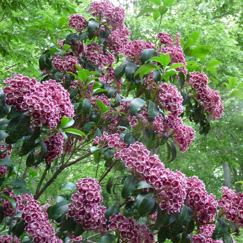 Kalmia latifolia Keepsake - Alloro di montagna (Porto)