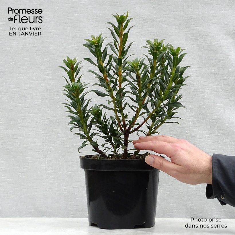 Kalmia latifolia Minuet - Laurier des montagnes Pot de 2L/3L esemplare consegnato in inverno