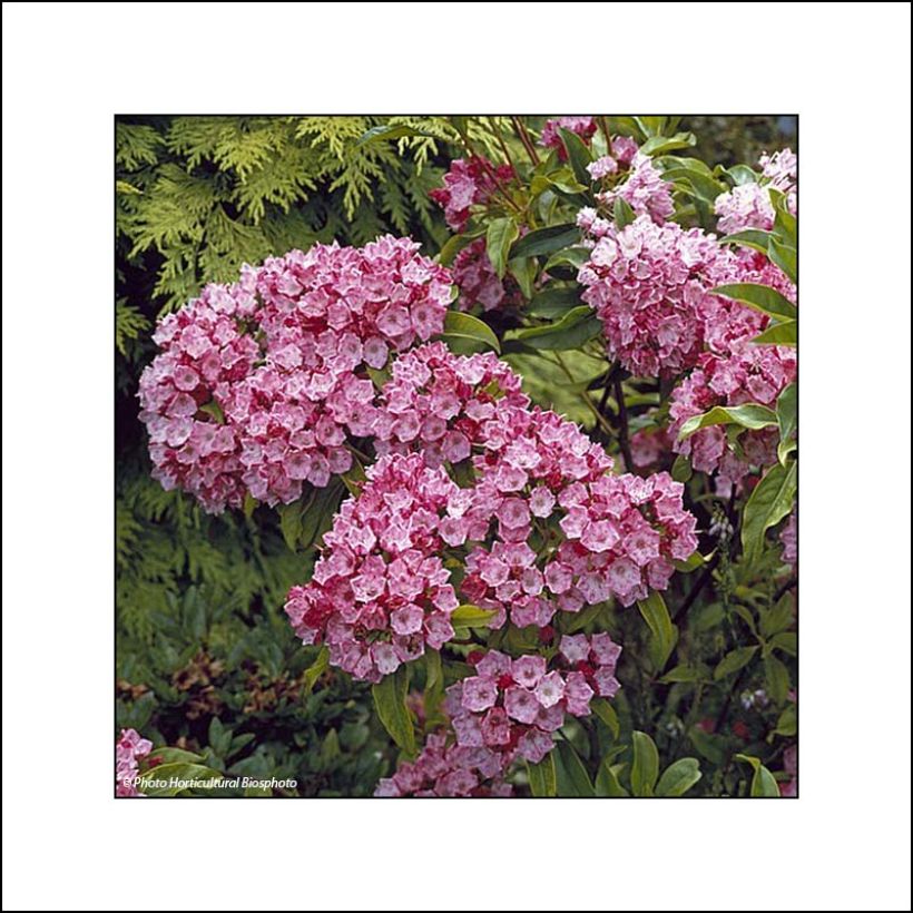 Kalmia latifolia Otsbo Red - Alloro di montagna (Fioritura)