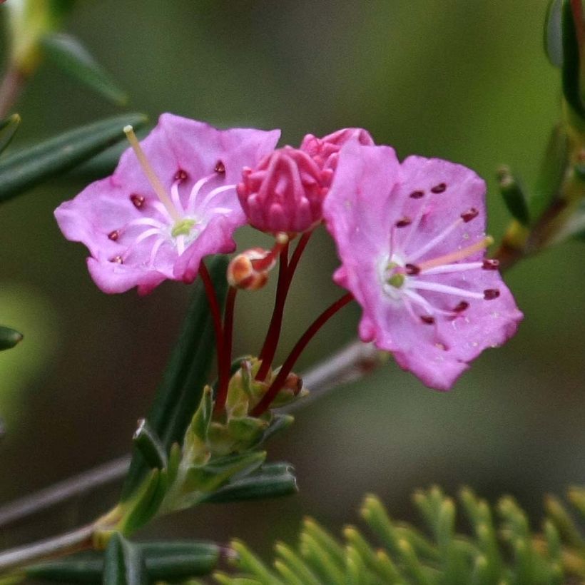 Kalmia polifolia (Fioritura)