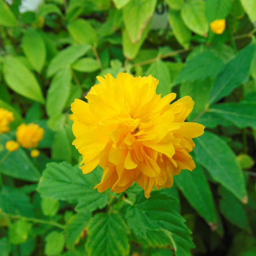 Kerria japonica Pleniflora (Fioritura)