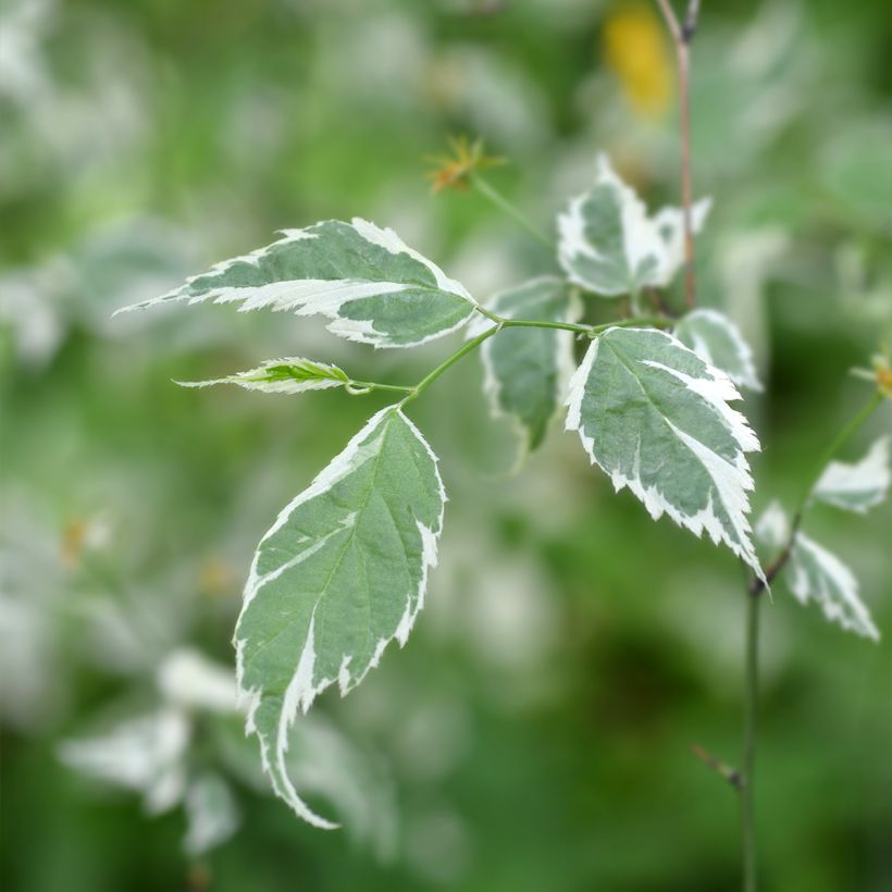 Kerria japonica Picta (Fogliame)