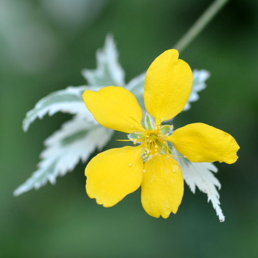 Kerria japonica Picta (Fioritura)