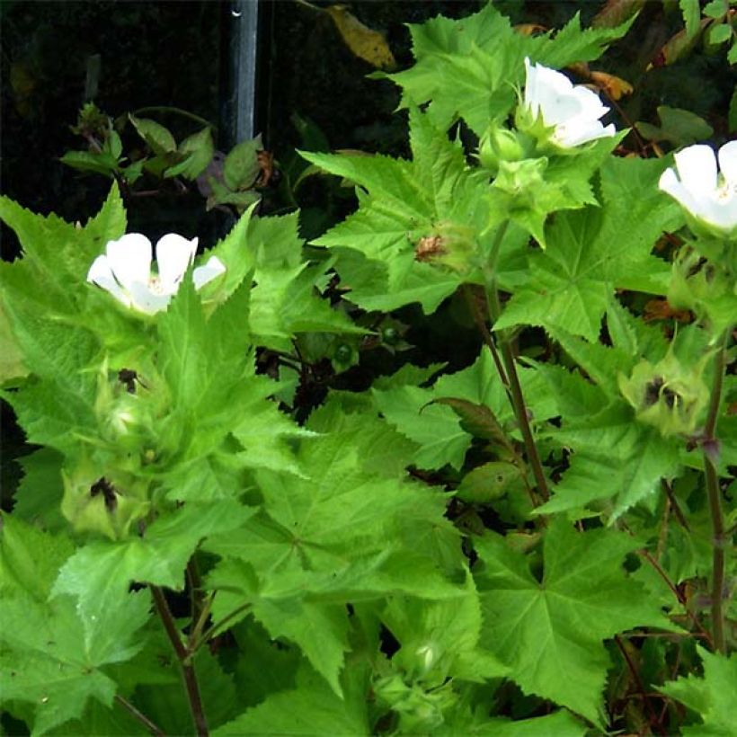 Kitaibelia vitifolia (Fogliame)