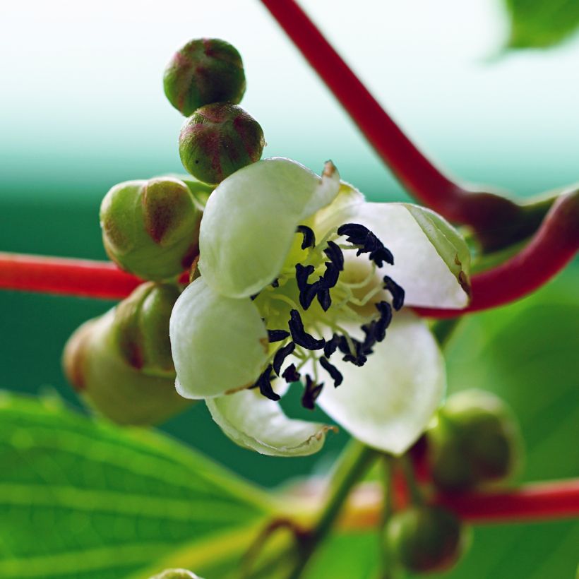 Mini kiwi Actinidia arguta Prince Jumbo (Fioritura)