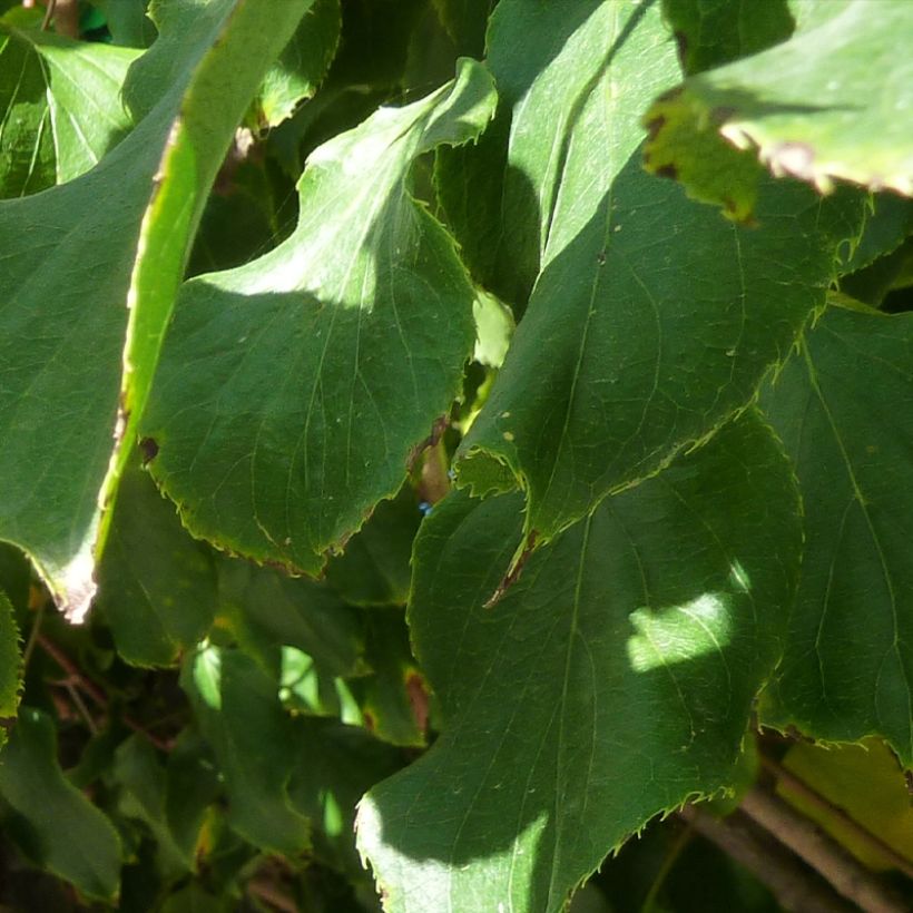 Mini kiwi Actinidia arguta Red Jumbo (Fogliame)