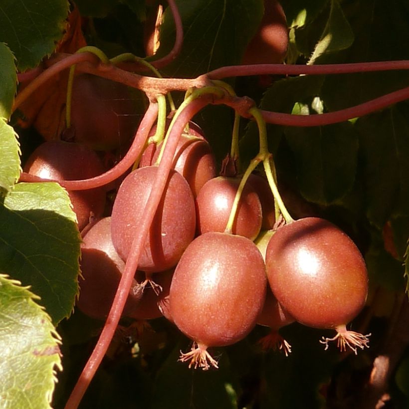 Mini kiwi Actinidia arguta Red Jumbo (Raccolta)