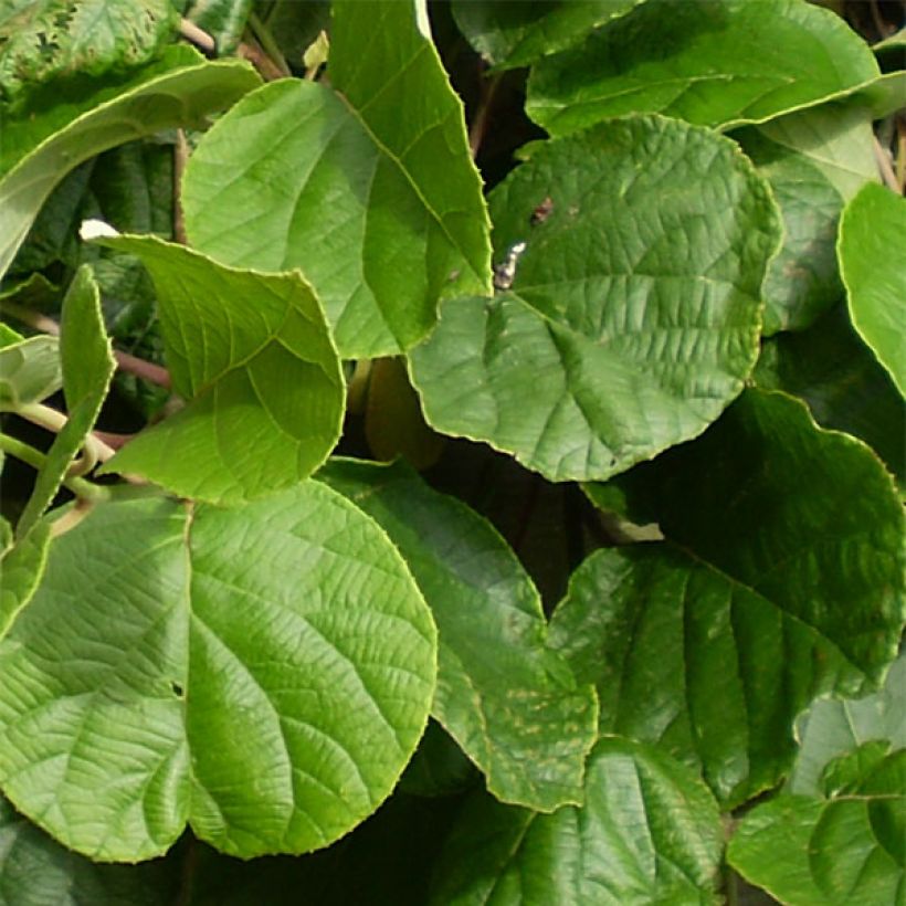 Kiwi Actinidia deliciosa Atlas (Fogliame)