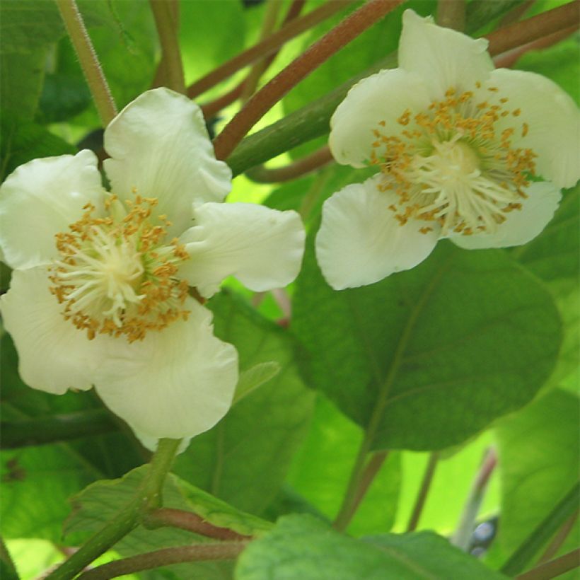 Kiwi Actinidia chinensis Golden Delight (Feminna) (Fioritura)