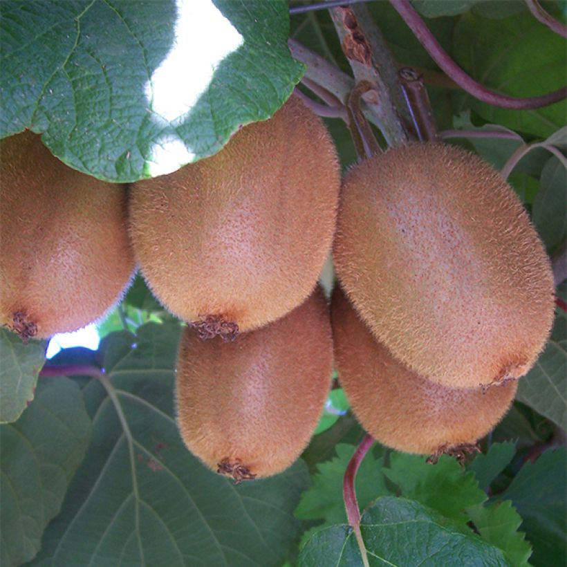 Kiwi Actinidia chinensis Golden Delight (Feminna) (Raccolta)