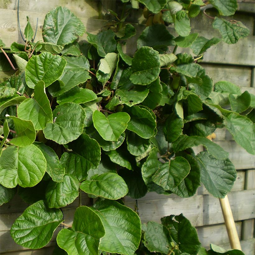 Kiwi Actinidia chinensis Golden Delight (Feminna) (Porto)