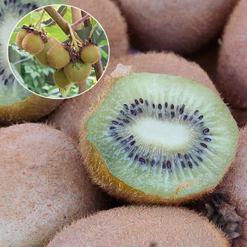 Kiwi Actinidia deliciosa Hayward (femmina) (Raccolta)