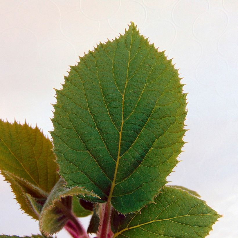 Kiwi Actinidia deliciosa Hayward (femmina) (Fogliame)