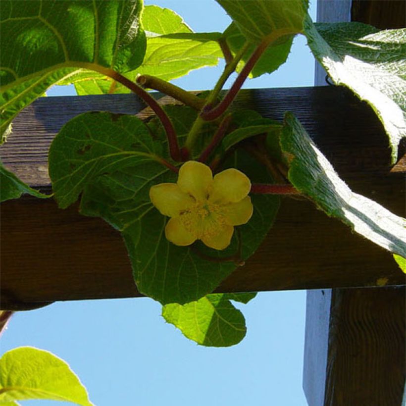 Kiwi Actinidia deliciosa Jenny (autofertile) (Fioritura)