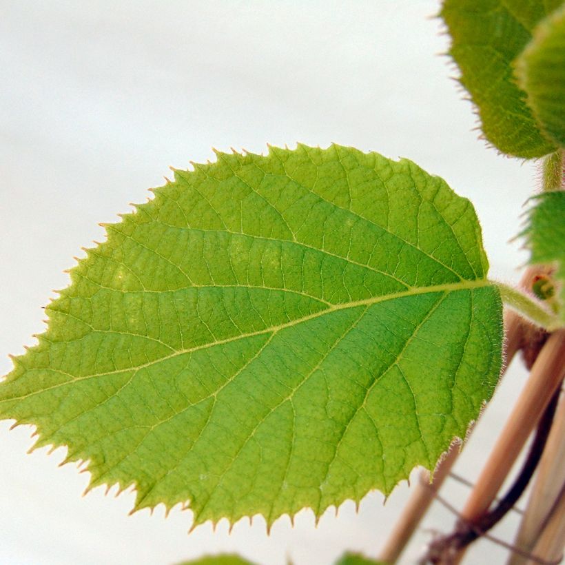 Kiwi Actinidia deliciosa Jenny (autofertile) (Fogliame)