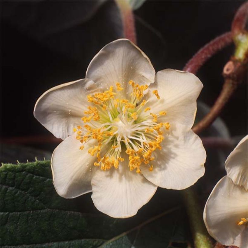 Kiwi Actinidia chinensis Minkimale (Fioritura)