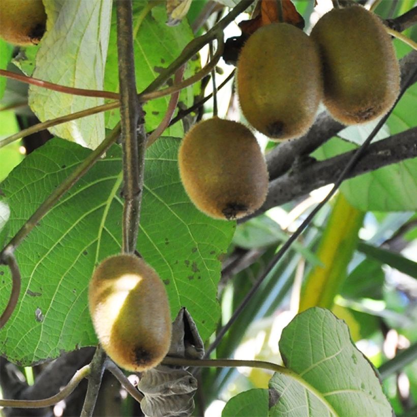 Kiwi Actinidia deliciosa Tomuri maschio Bio (Raccolta)