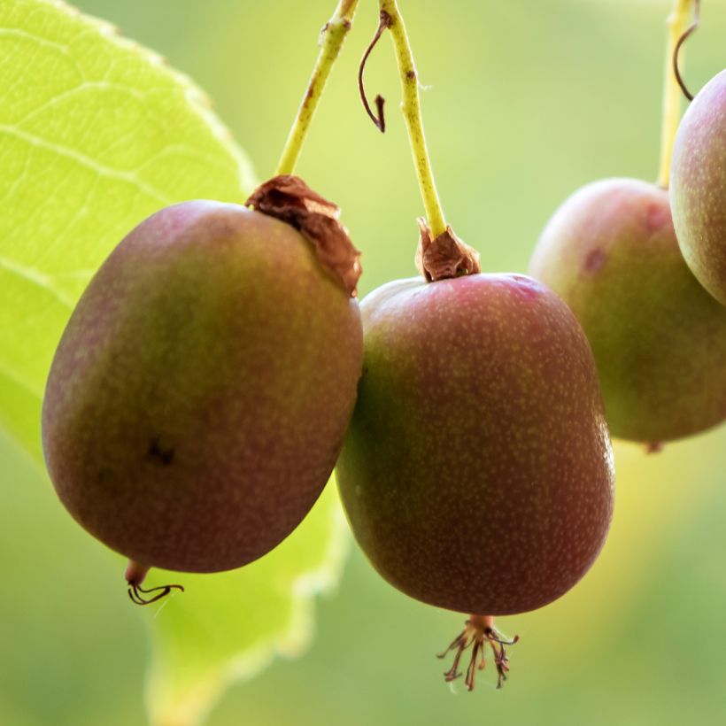 Mini kiwi Actinidia arguta Ananasnaya (Feminna) (Raccolta)