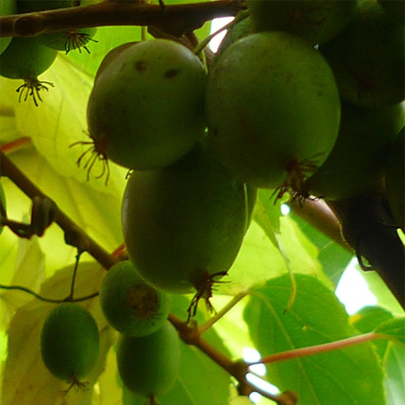 Mini kiwi Actinidia arguta Bayern (Feminna) (Raccolta)