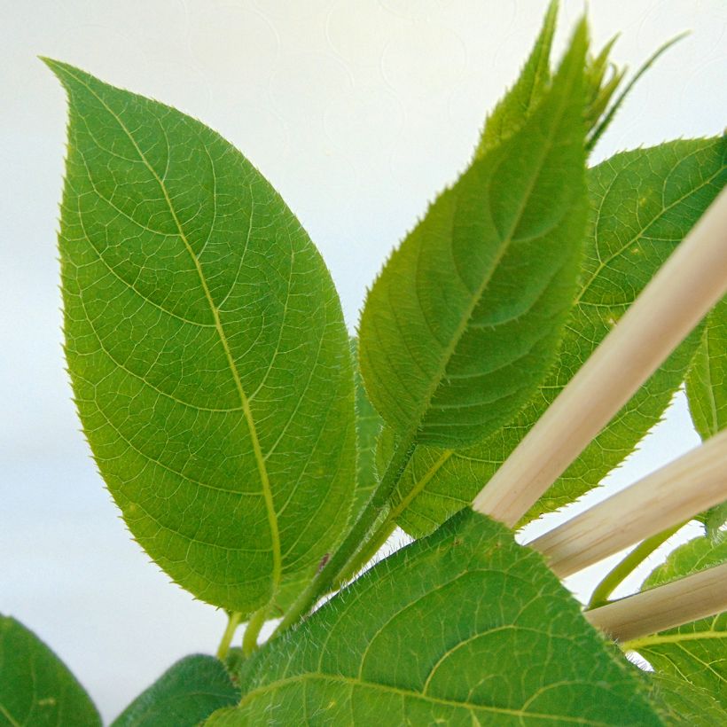 Mini kiwi Actinidia arguta Issai (Fogliame)