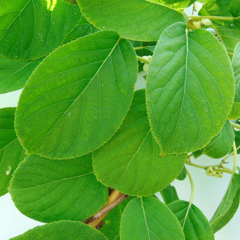 Mini kiwi Actinidia arguta Kokuwa (Fogliame)