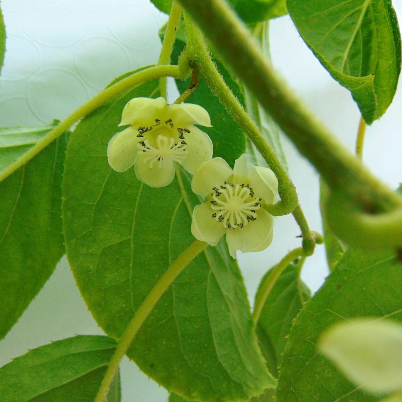 Mini kiwi Actinidia arguta Kokuwa (Fioritura)